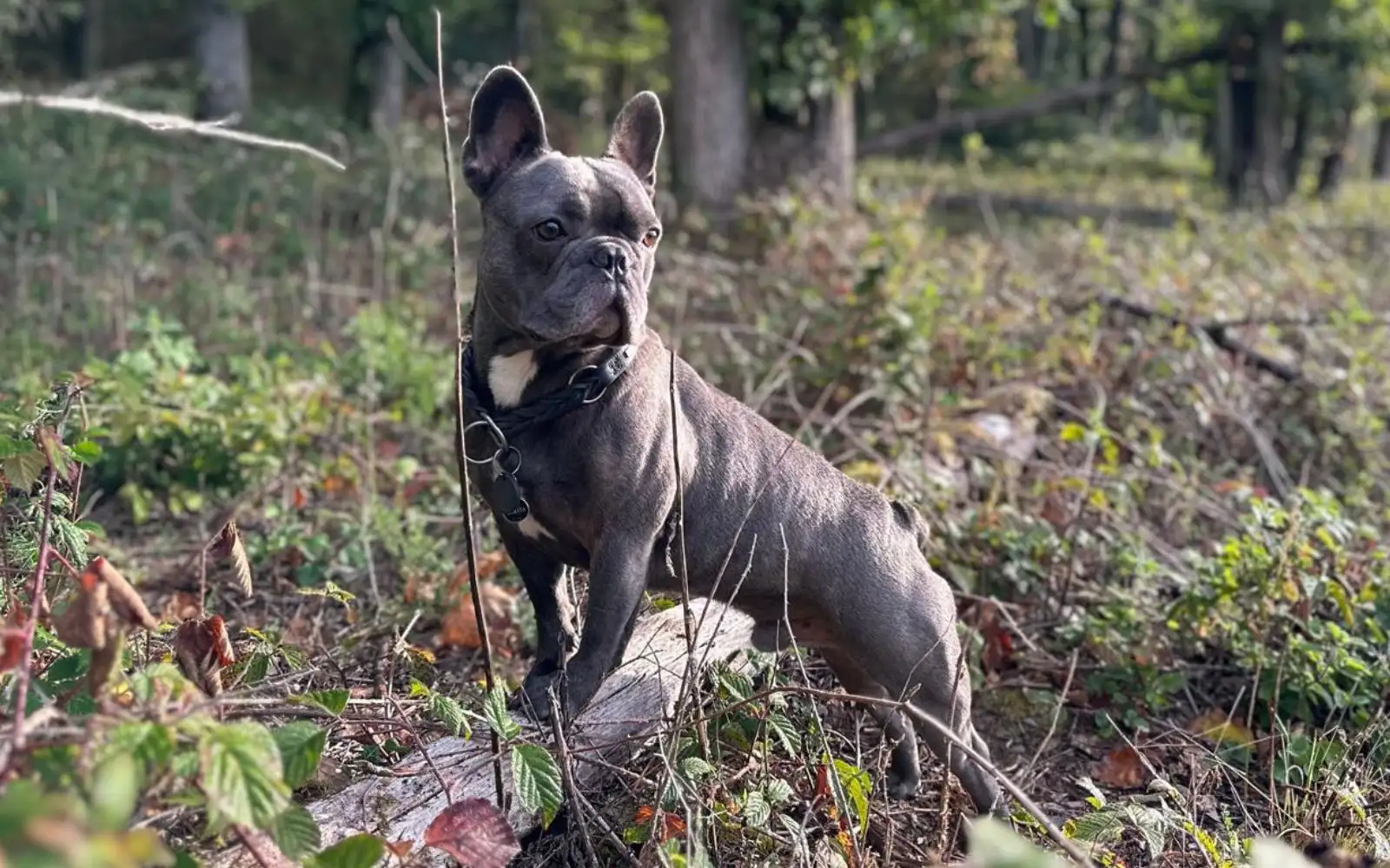 Milo &ndash; Mois 2