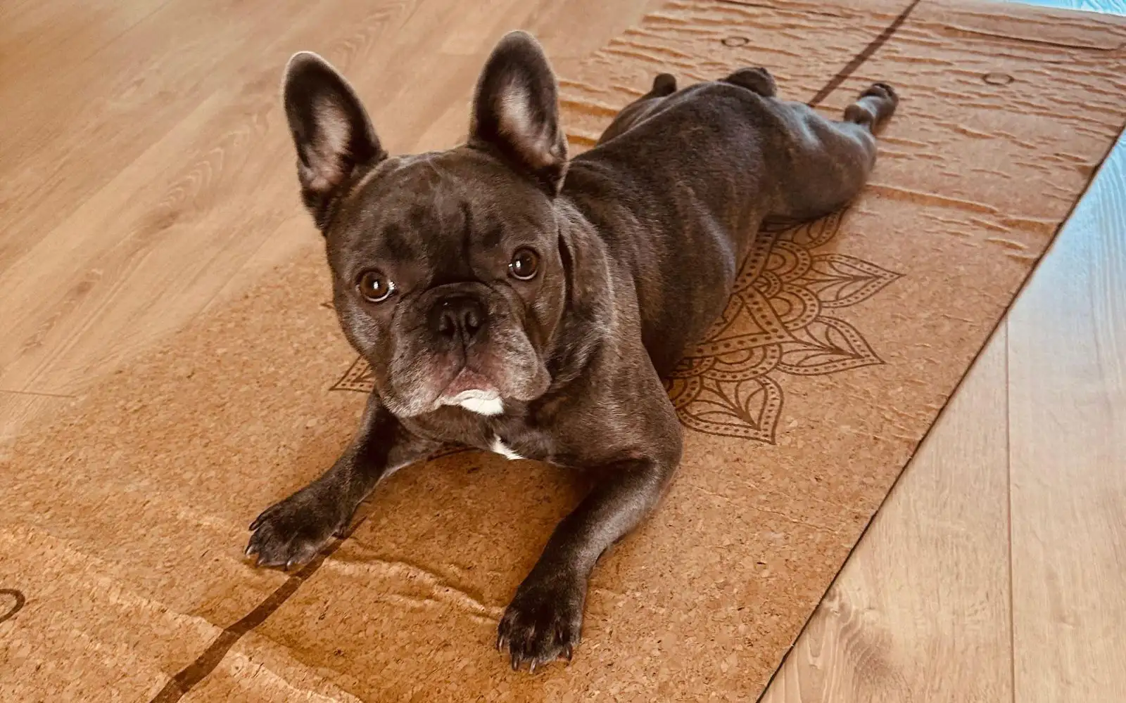 Milo &ndash; Mois 3